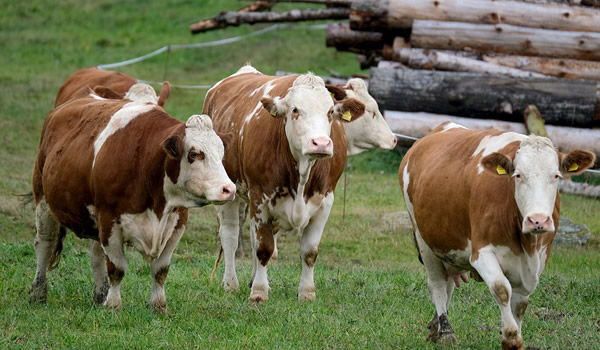 Halal Tiere und Nahrungsmittel-29-2.jpg